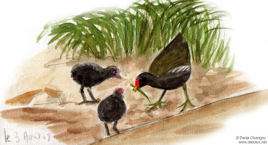 Gallinule poule-d'eau, habitat, mange