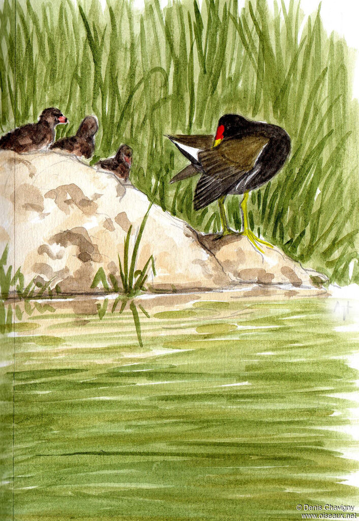 Gallinule poule-d'eau, habitat, soins