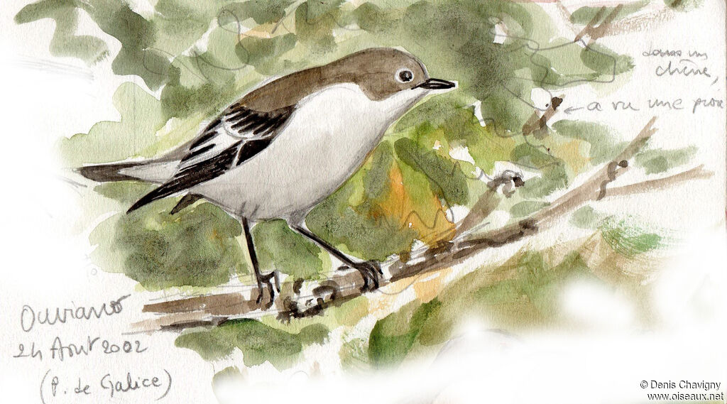 Gobemouche noir, habitat