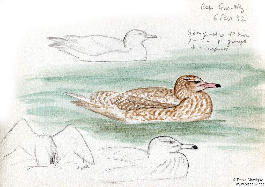Glaucous GullFirst year, identification, swimming