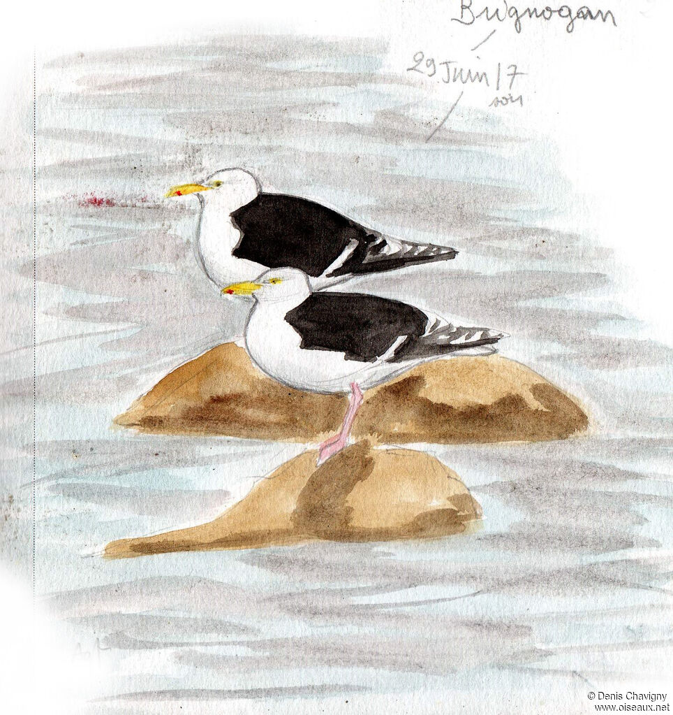 Goéland marinadulte, habitat