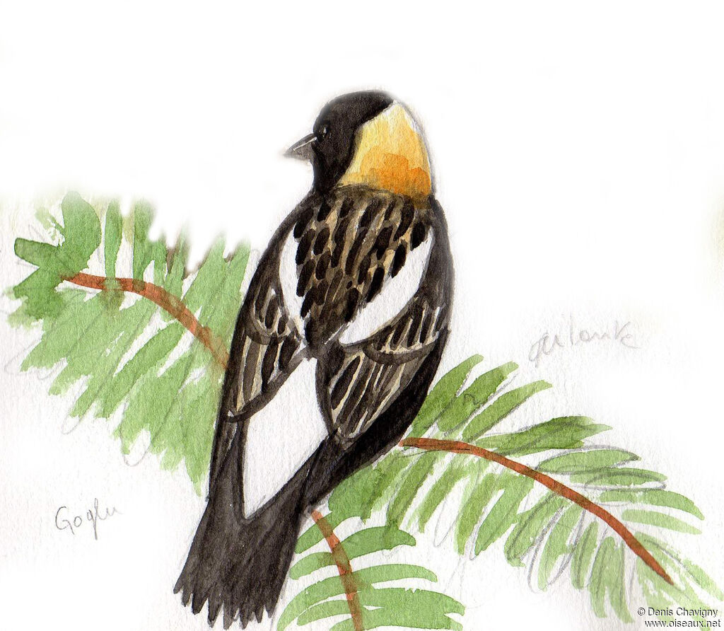 Goglu des prés mâle adulte nuptial, identification