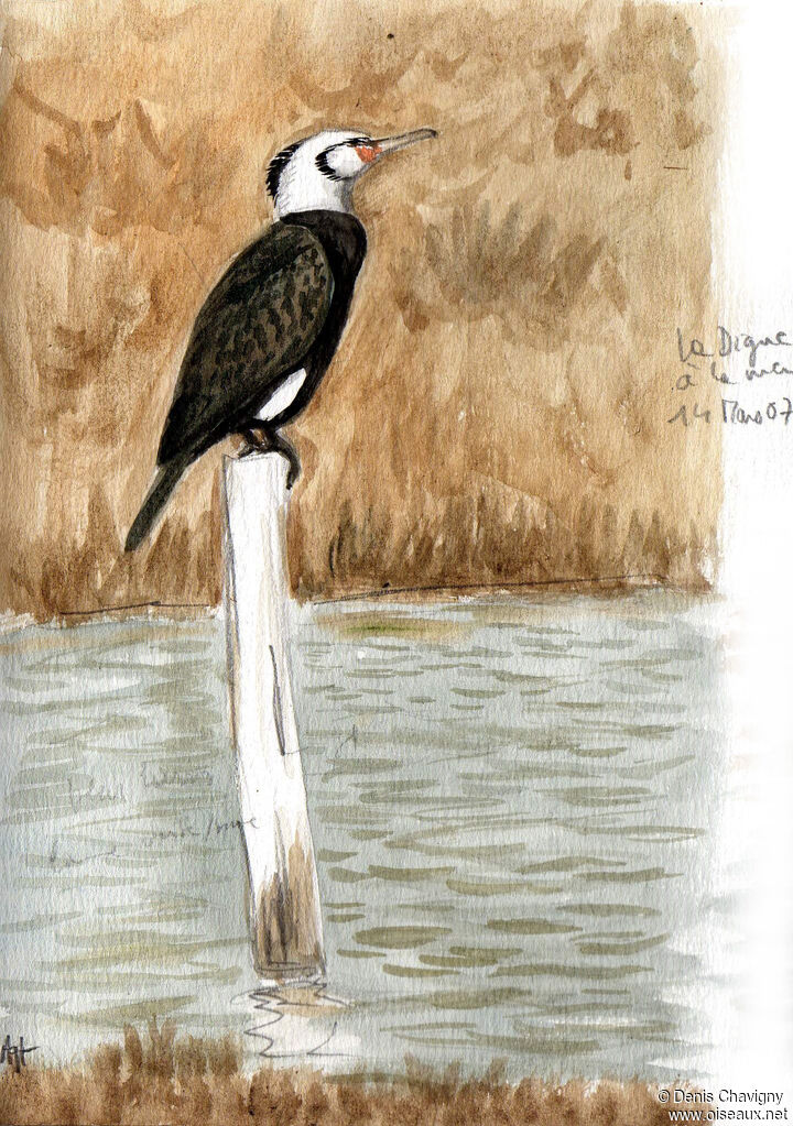 Grand Cormoranadulte nuptial, identification