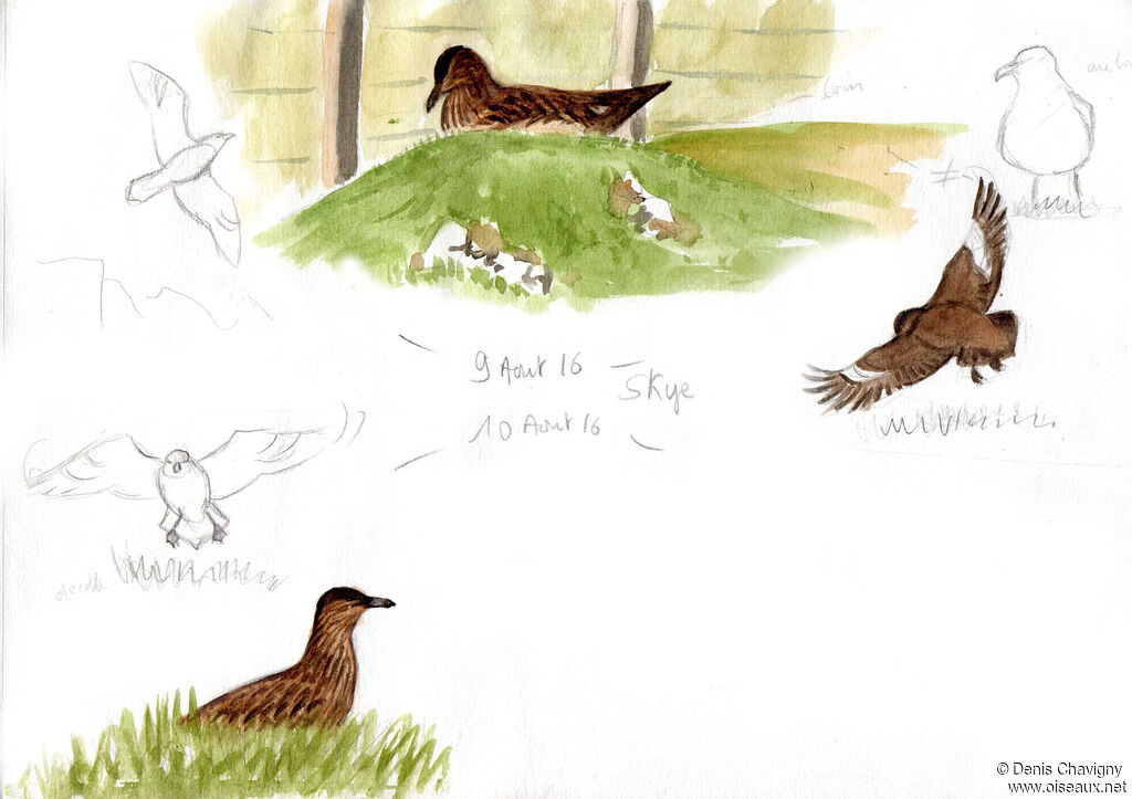 Great Skuaadult, habitat