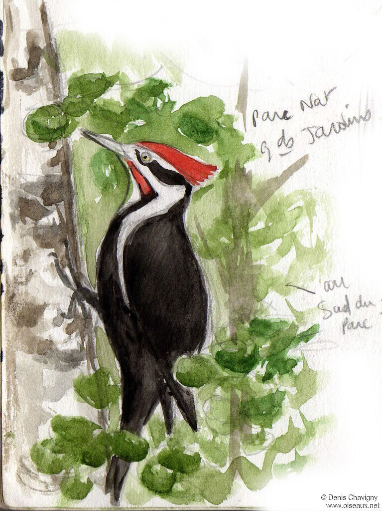 Pileated Woodpecker male adult, habitat