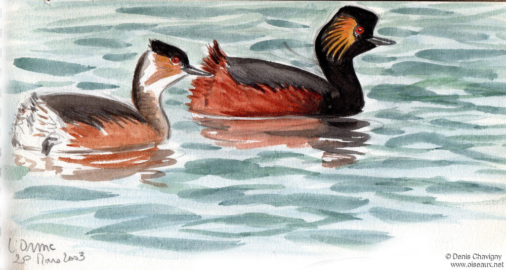 Black-necked Grebe