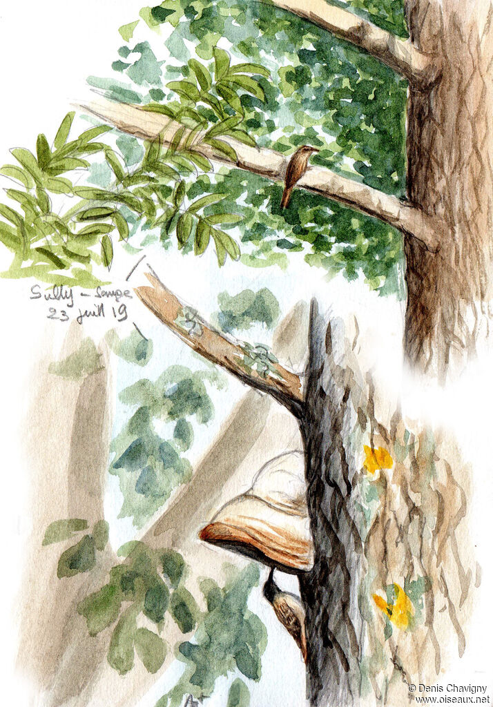 Grimpereau des jardins, habitat