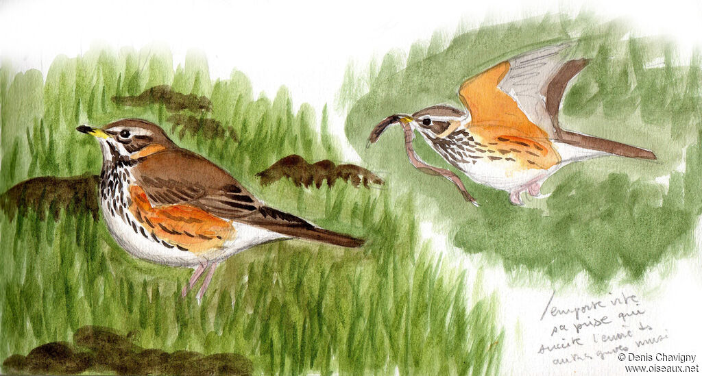 Grive mauvisadulte, identification, mange