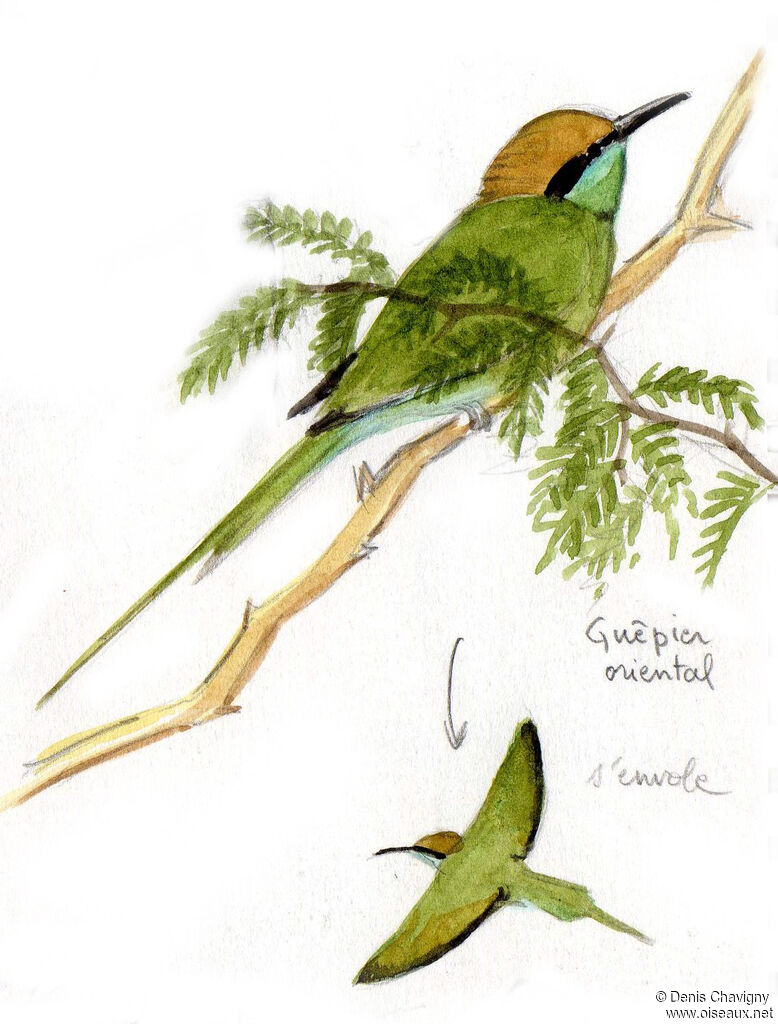 Guêpier d'Orientadulte, identification