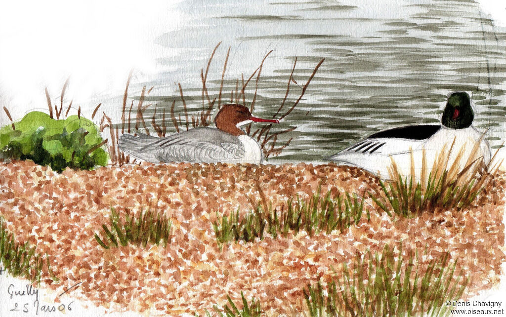 Common Merganseradult, habitat