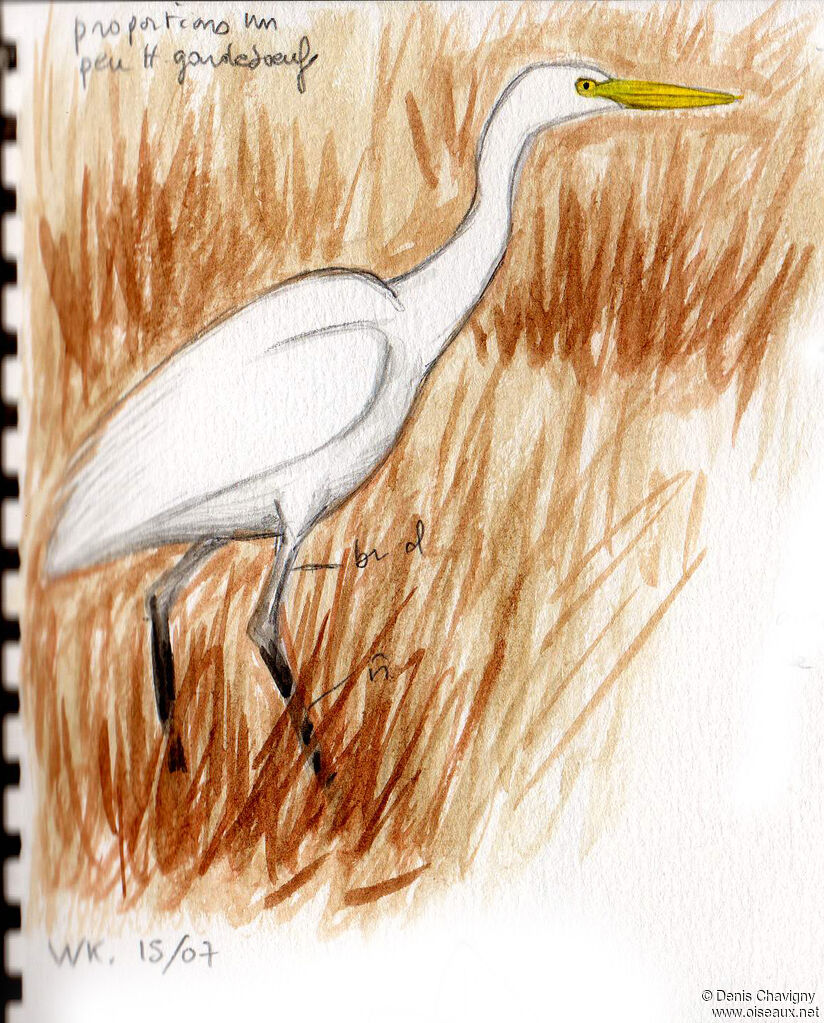 Héron à bec jaune, habitat
