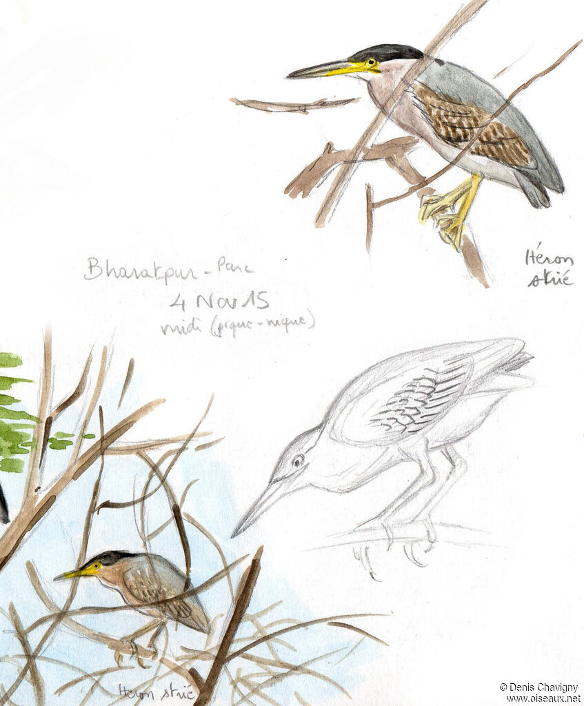 Héron des mangrovesadulte internuptial, identification