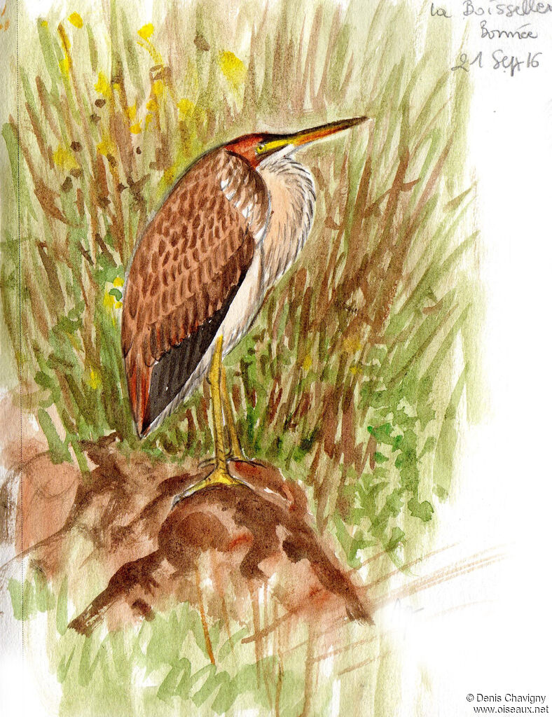 Purple Heronjuvenile, identification