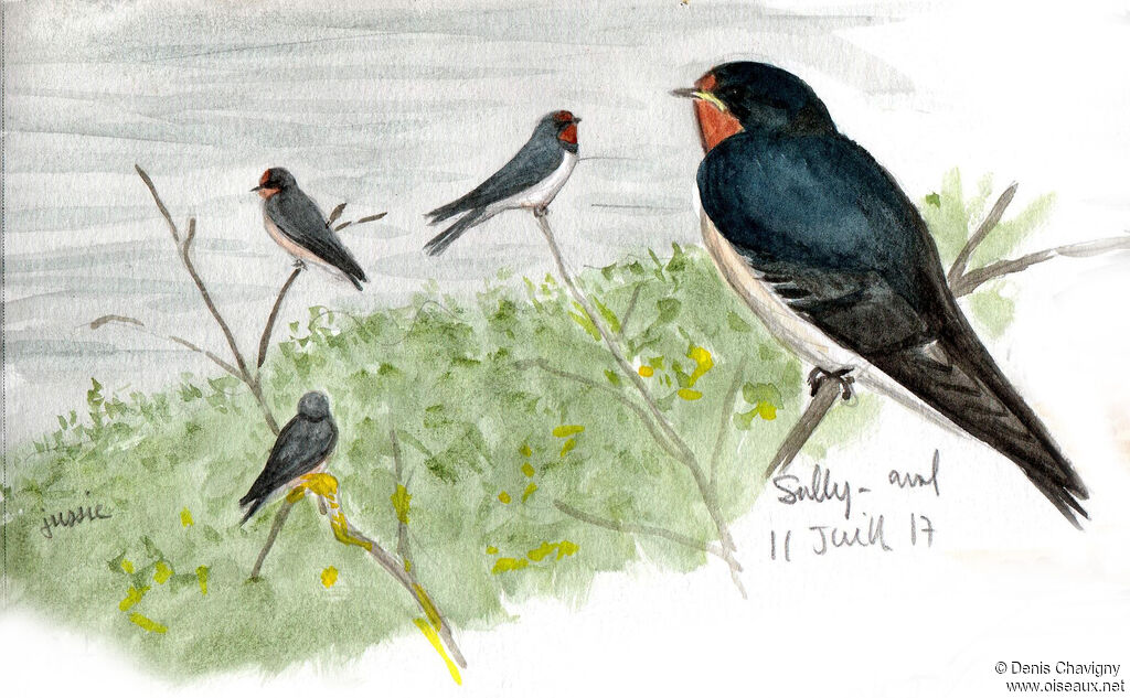 Hirondelle rustiquejuvénile