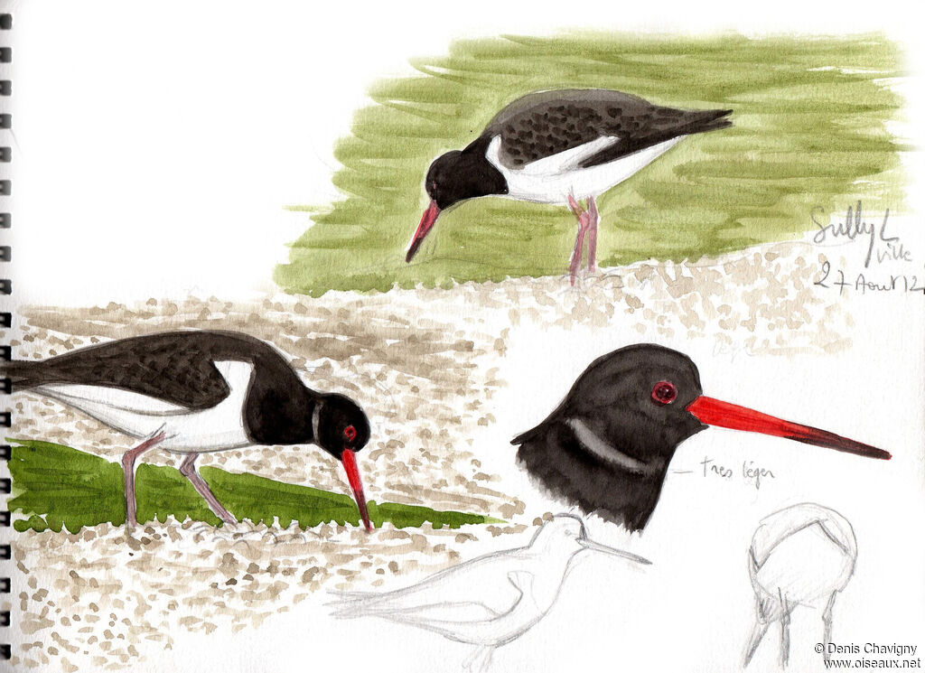 Huîtrier pieimmature, habitat
