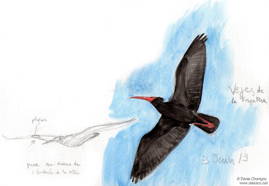 Ibis chauve, Vol