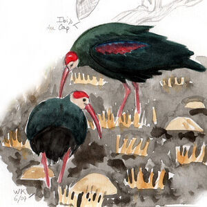Ibis du Cap