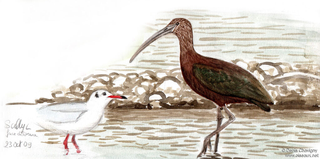 Glossy Ibisadult post breeding, identification