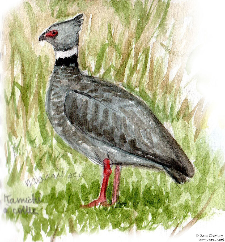 Kamichi à collieradulte, identification