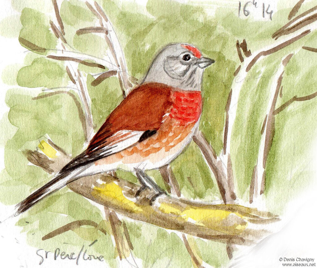 Linotte mélodieuse mâle adulte nuptial, identification