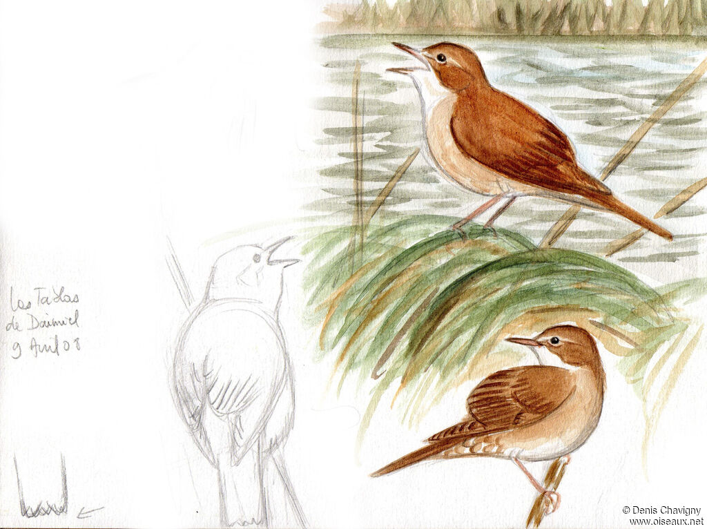 Savi's Warbler male adult breeding, habitat