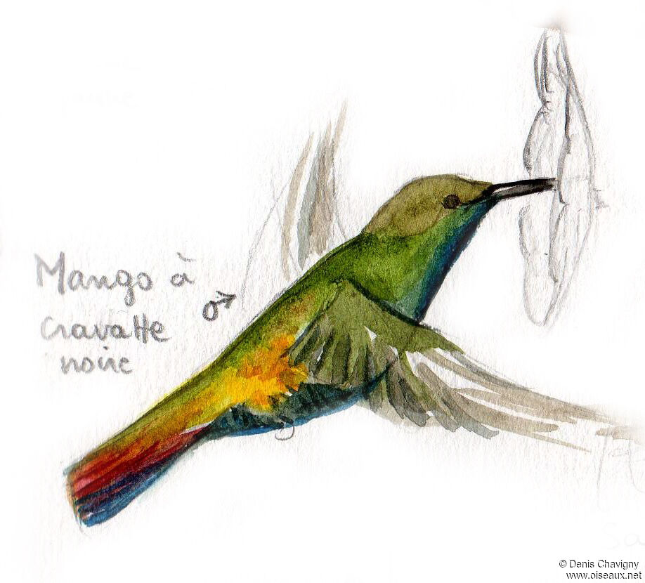 Mango à cravate noire mâle adulte, Vol, mange