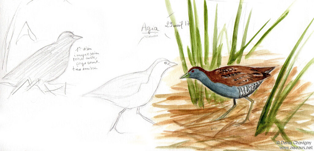 Baillon's Crakeadult, identification