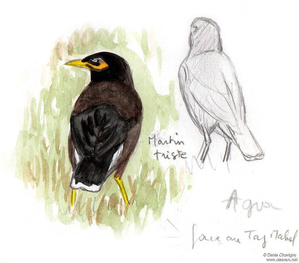 Martin tristeadulte, identification