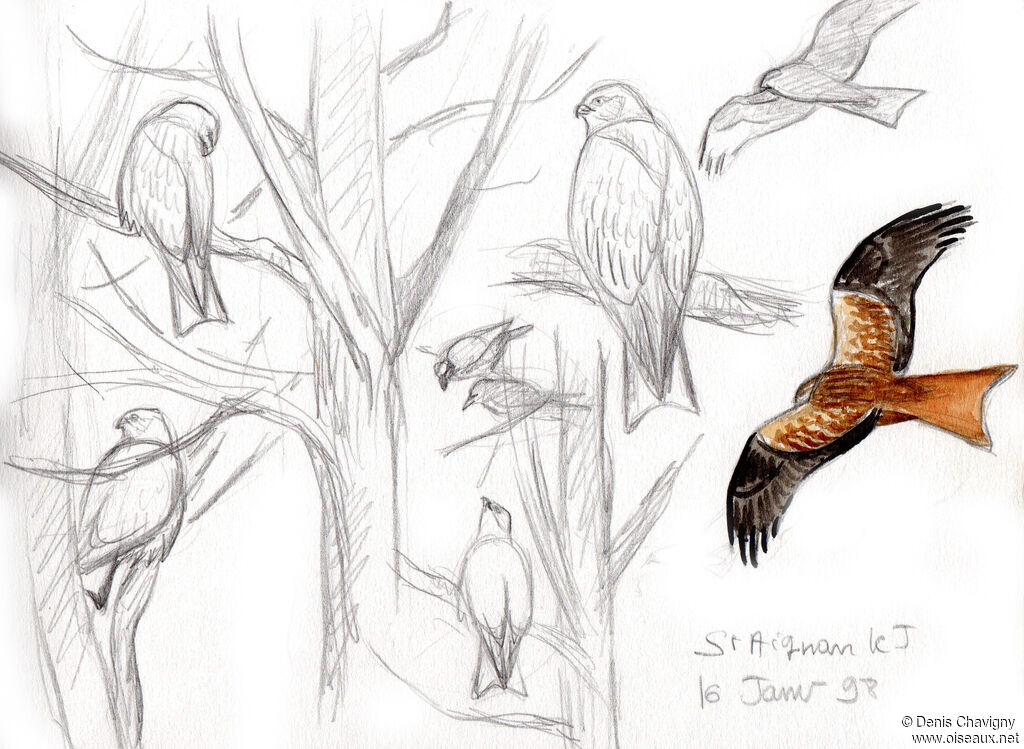 Red Kite, habitat