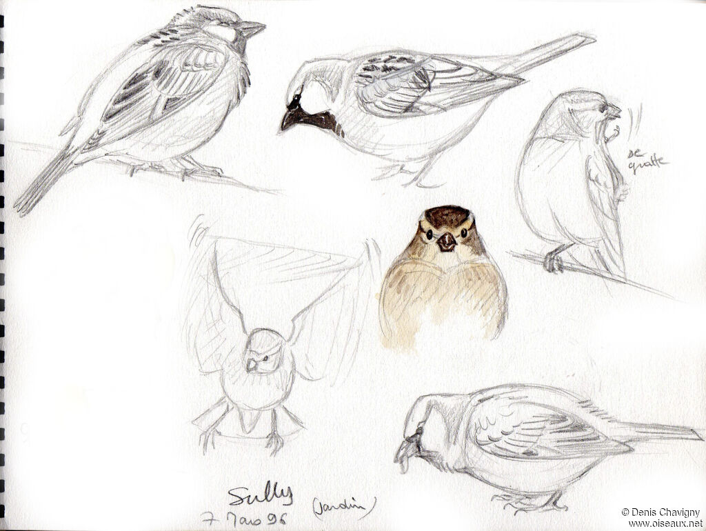 Moineau domestique, composition