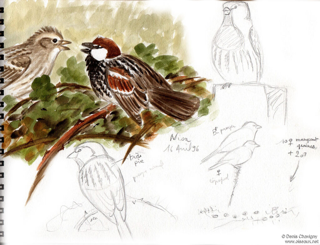 Moineau espagnoladulte nuptial, parade