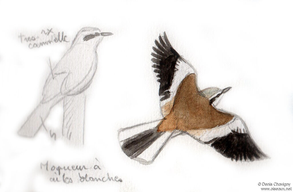 Moqueur à ailes blanches, Vol