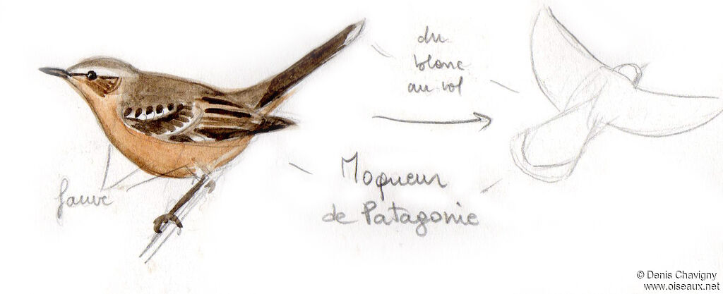 Moqueur de Patagonieadulte, identification