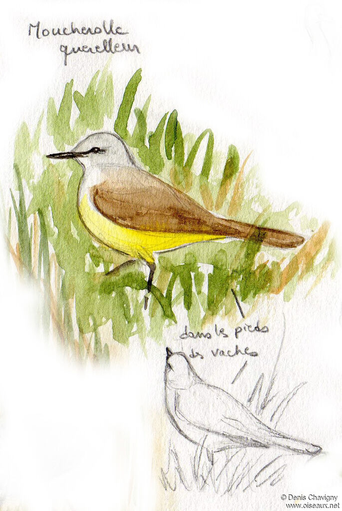 Moucherolle querelleuradulte, identification