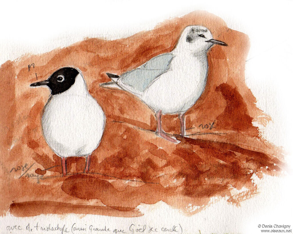 Mouette de Bonaparteadulte, habitat, mue