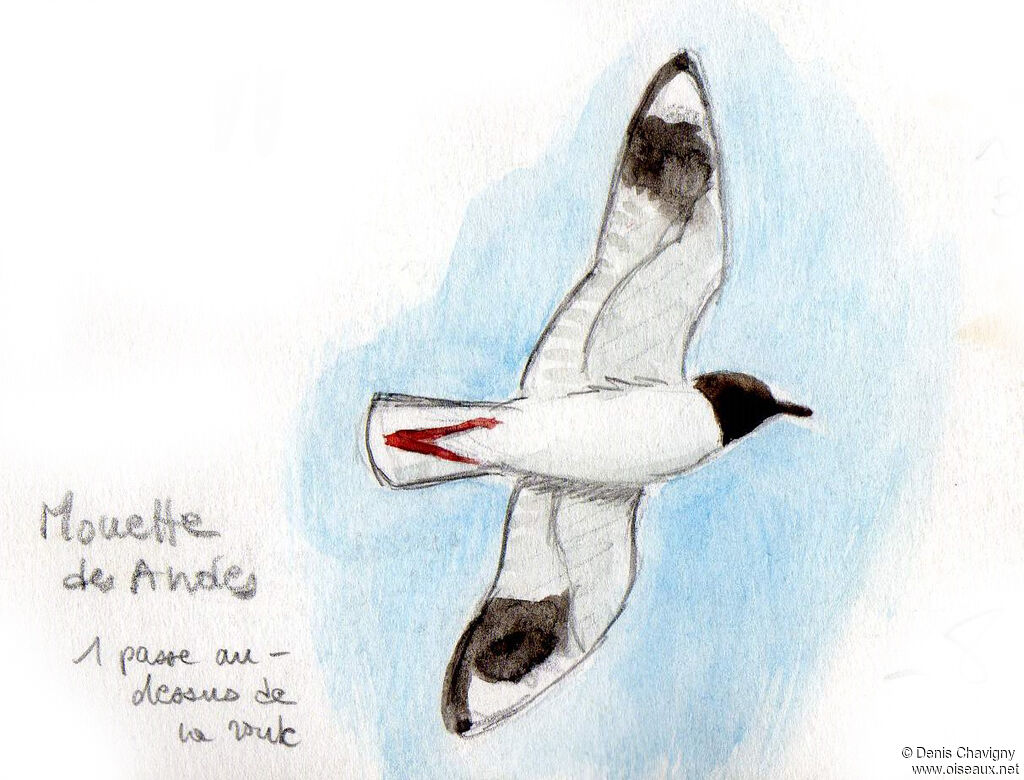 Andean Gulladult breeding, Flight