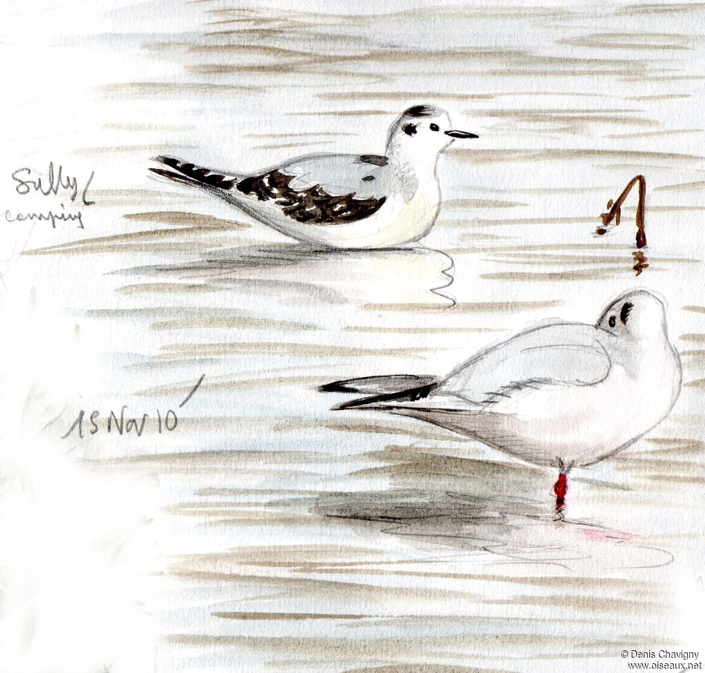 Mouette pygmée1ère année, identification