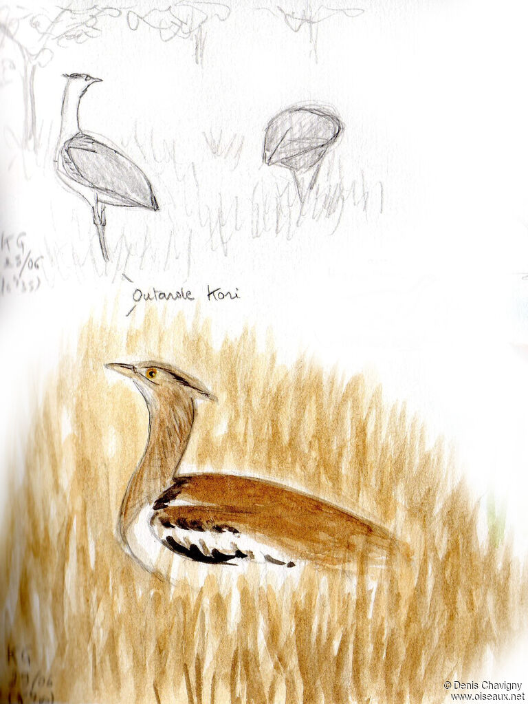 Outarde koriadulte, habitat