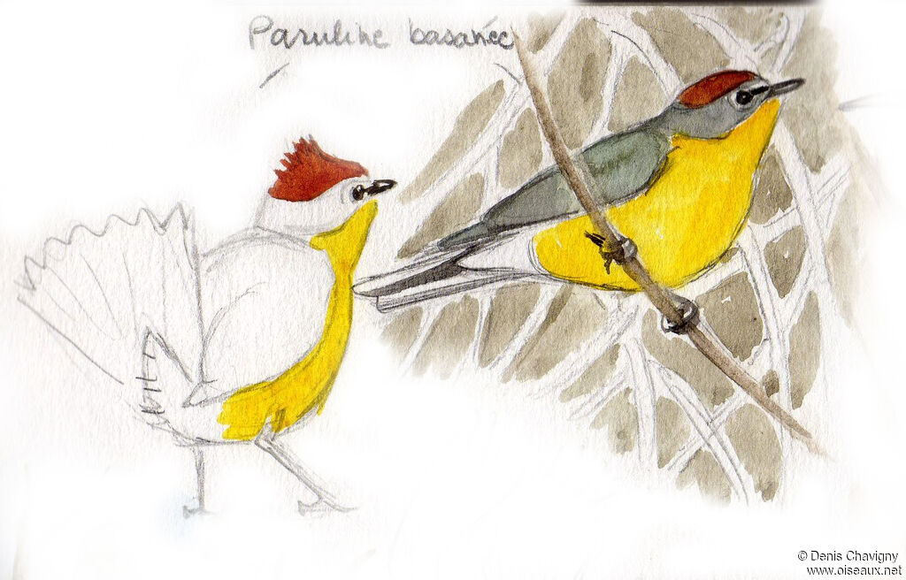 Paruline basanéeadulte