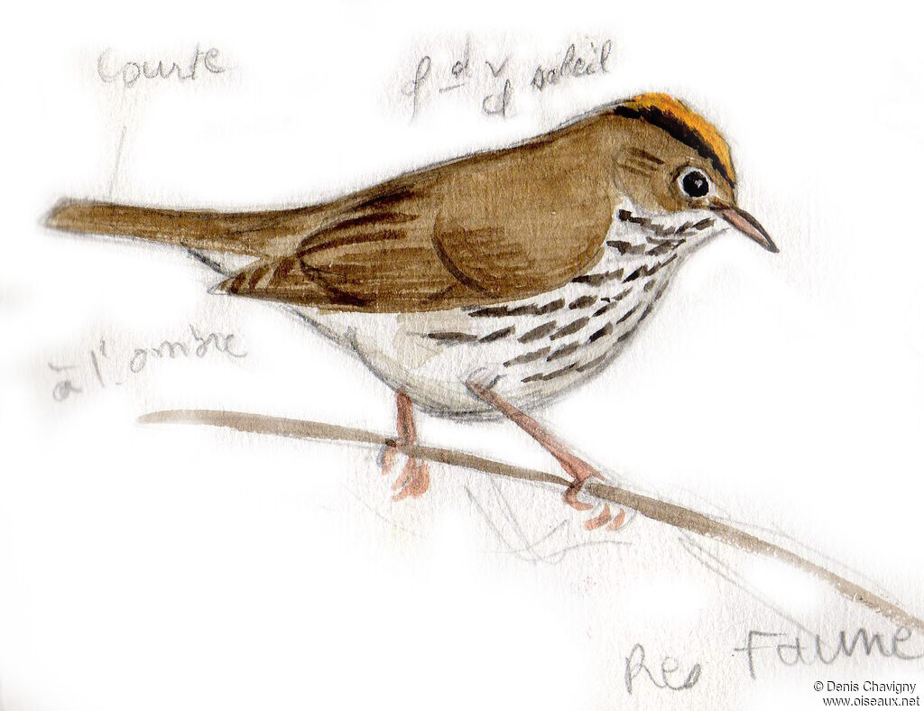 Paruline couronnéeadulte, identification
