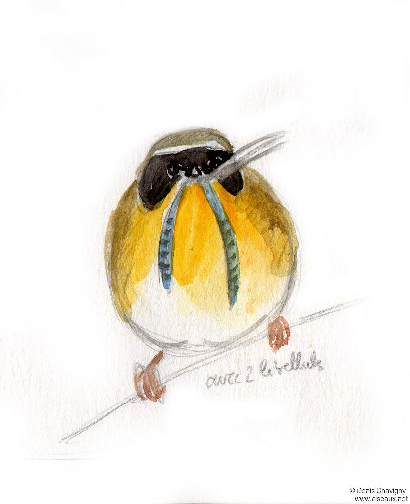 Common Yellowthroat male adult