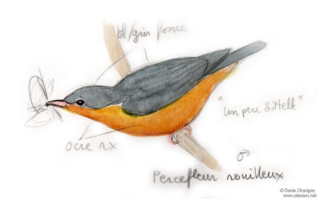 Percefleur rouilleux mâle adulte, mange