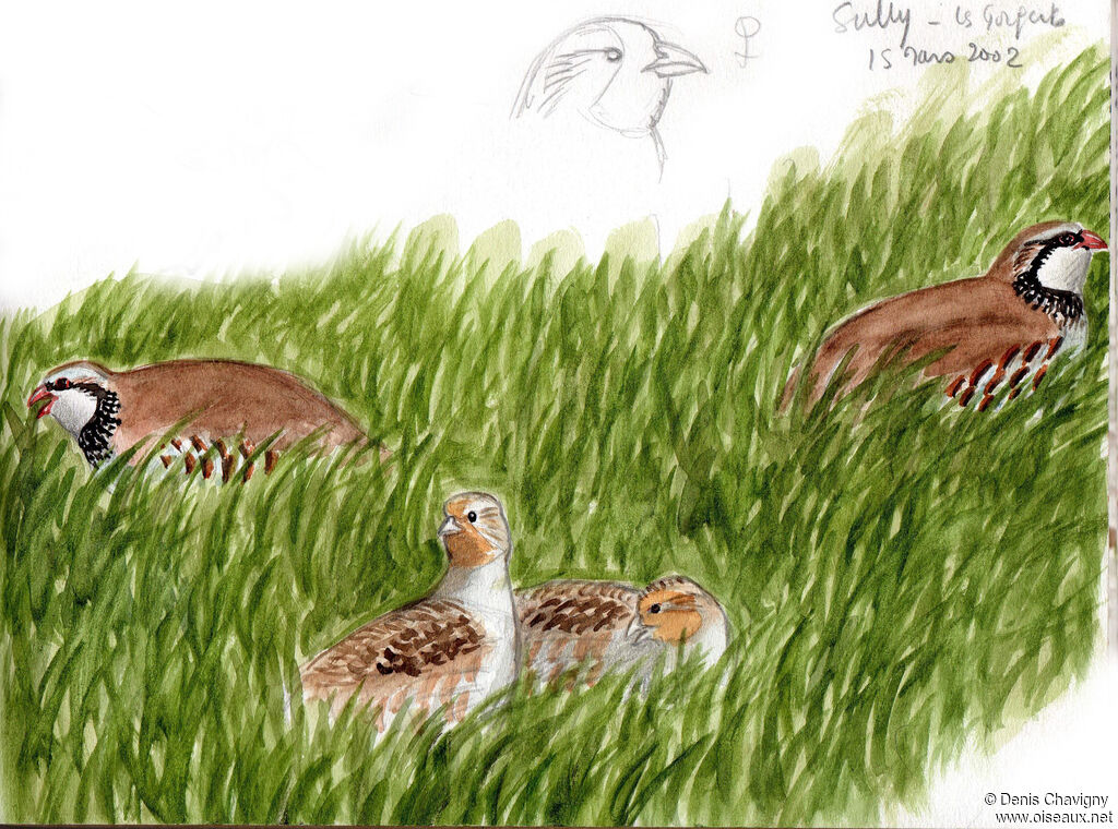Perdrix griseadulte nuptial, habitat