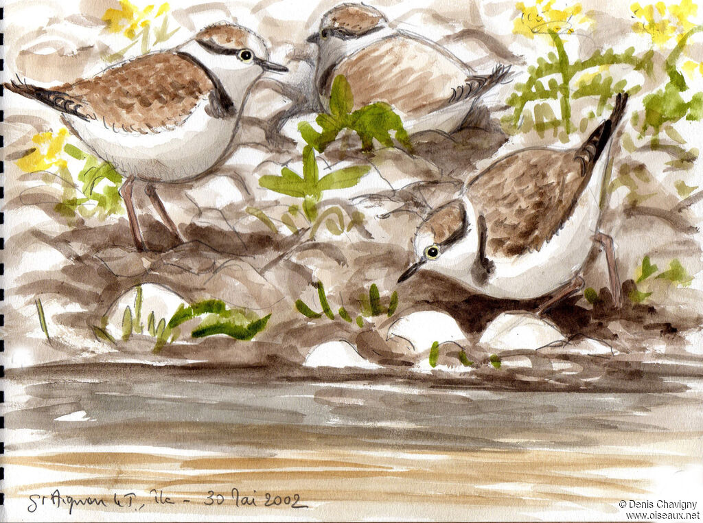 Little Ringed PloverPoussin, habitat