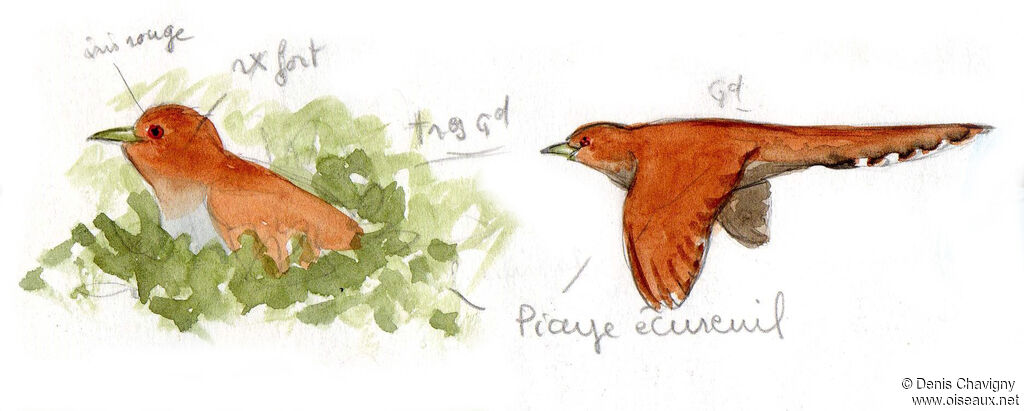 Squirrel Cuckoo, Flight