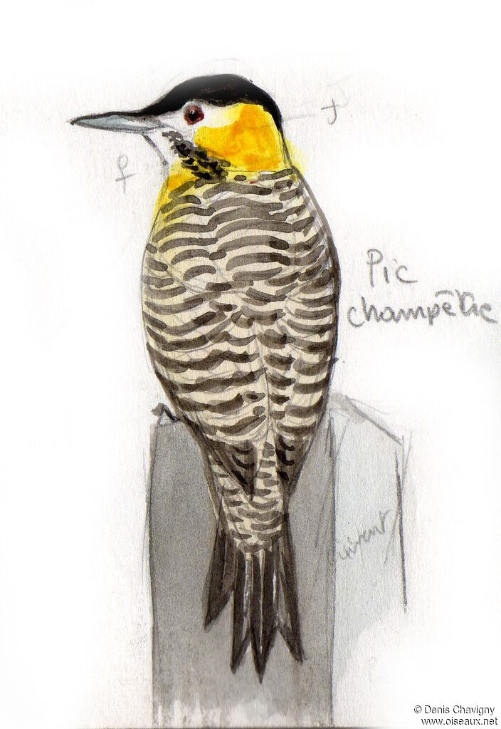 Campo Flicker female adult, identification