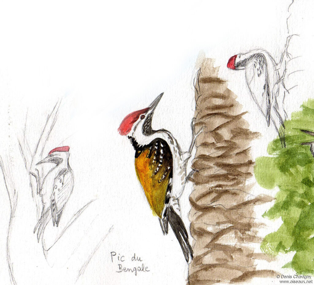 Black-rumped Flameback male adult, identification