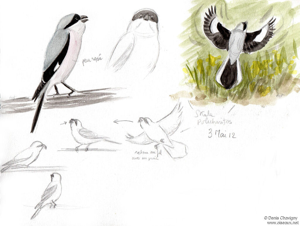 Lesser Grey Shrikeadult, Flight, eats, song