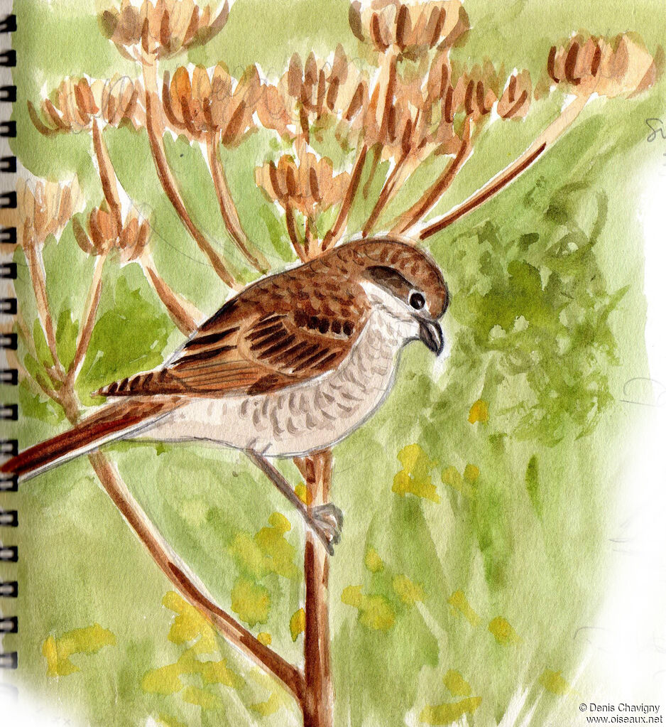 Pie-grièche écorcheurjuvénile, identification