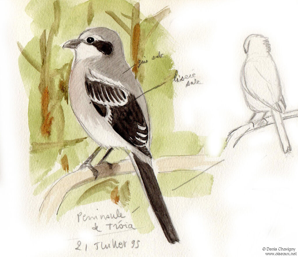 Pie-grièche méridionalejuvénile, identification